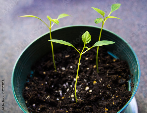 young developing japaleno plants in a pot