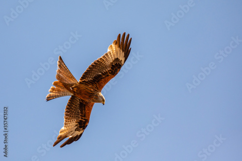 Bird of prey, Kite hunting for pray in the day in the united kingdom