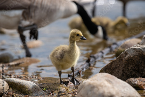 A gosling explores its environment as adult geese stay close by