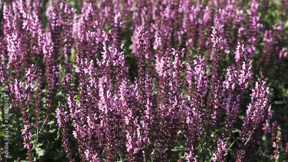 purple flowers in the garden, floral background purple flowers in the garden, floral background