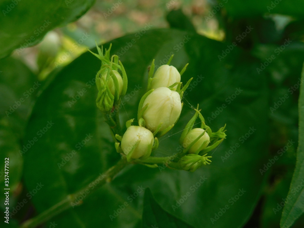 buds of arabian jasmine flowers. Closeup of Jasminum grandiflorum with bud, sepals and leaves. buds of arabian jasmine flowers. Closeup of Jasminum grandiflorum with bud, sepals and leaves.
