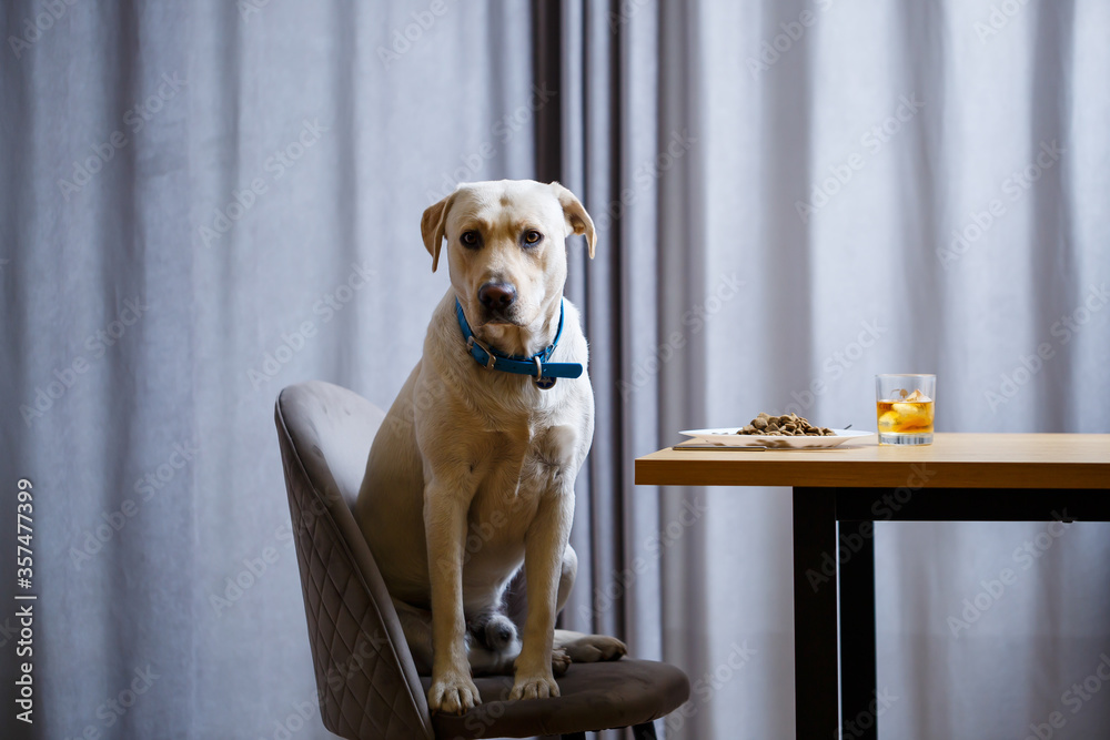 portrait of a business large dog of breed Labrador of light coat, sitting on a chair near the dining table, a plate with food, pets