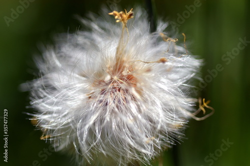 Fluffige Samen an einer verwelkten Blume