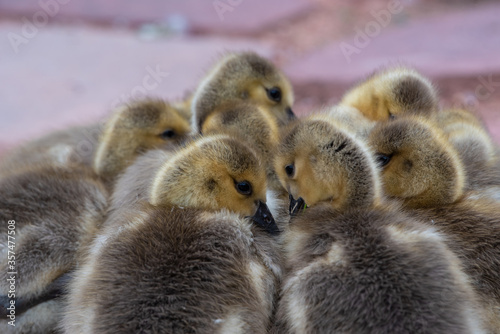Goslings huddle in a group to stay warm © Tanya
