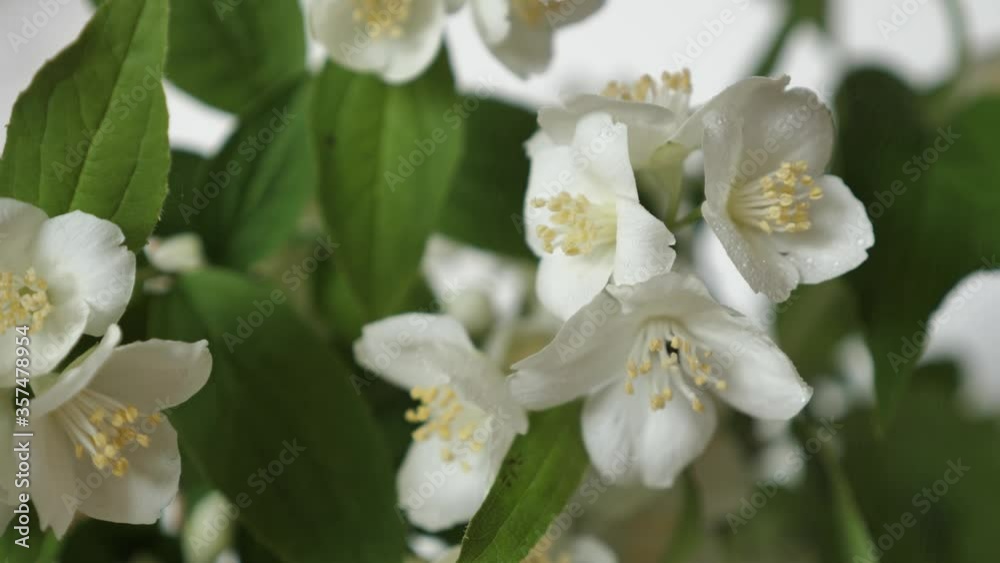 Branch of a beautiful tree bush during the flowering of jasmine. White flower with spraying. Footage shot in 4k with natural daylight Branch of a beautiful tree bush during the flowering of jasmine. White flower with spraying. Footage shot in 4k with natural daylight