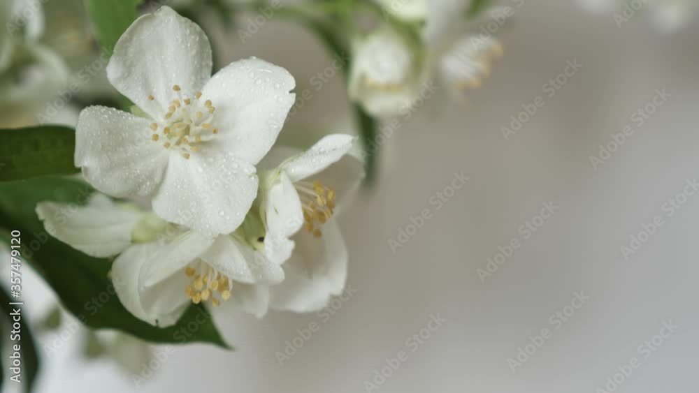 Branch of a beautiful tree bush during the flowering of jasmine. White flower with spraying. Footage shot in 4k with natural daylight Branch of a beautiful tree bush during the flowering of jasmine. White flower with spraying. Footage shot in 4k with natural daylight