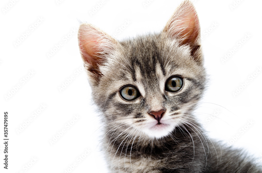Obraz premium Little gray kitten on a white background. Cat face muzzle closeup looking at the camera. A mutton cat without breed looks at the camera. Banner. Gray kitten in muzzle close-up