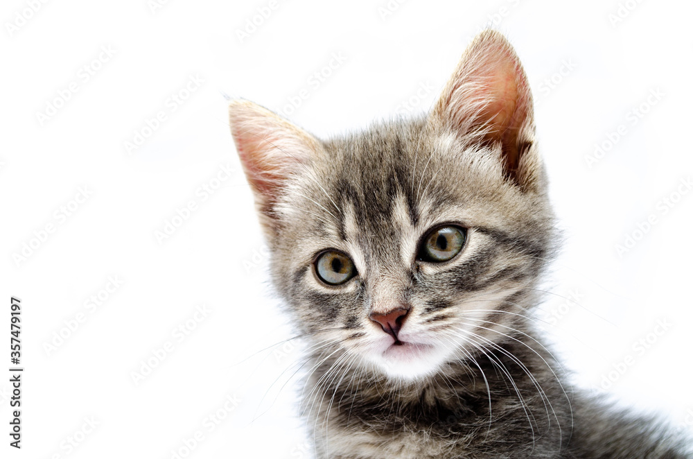 Little gray kitten on a white background. Cat face muzzle closeup looking at the camera. A mutton cat without breed looks at the camera. Banner. Gray kitten in muzzle close-up