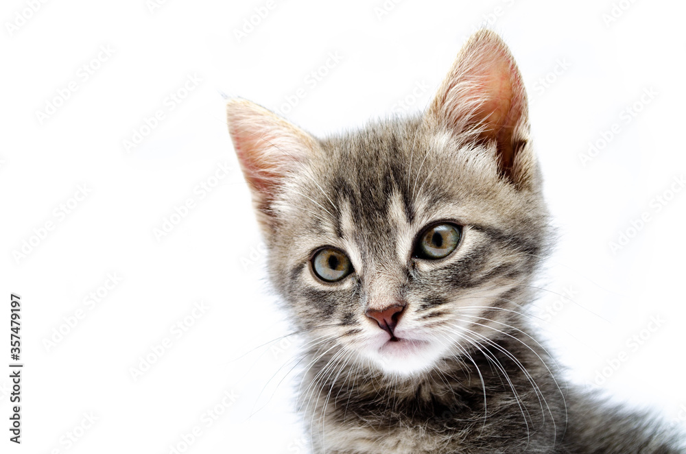 Obraz premium Little gray kitten on a white background. Cat face muzzle closeup looking at the camera. A mutton cat without breed looks at the camera. Banner. Gray kitten in muzzle close-up