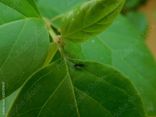 A black beetle or ant on a leaf. Green leaves of bogevelle or bogenvillia plant with an insect  on them. Little bug  likes to crawl on the leaves of plants.