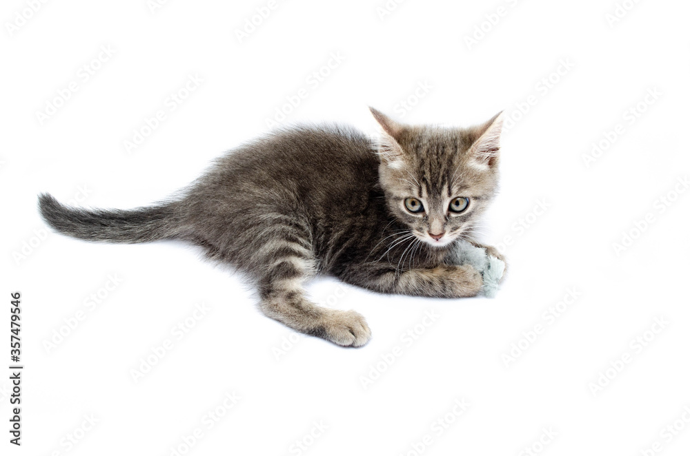 Little gray kitten on a white background. The cat lies with its head up. Cat in a hunting pose. Little kitty is preparing for an attack. Cat in the face close-up, face, hats Little gray kitten on a white background. The cat lies with its head up. Cat in a hunting pose. Little kitty is preparing for an attack. Cat in the face close-up, face, hats