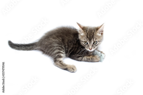 Little gray kitten on a white background. The cat lies with its head up. Cat in a hunting pose. Little kitty is preparing for an attack. Cat in the face close-up, face, hats