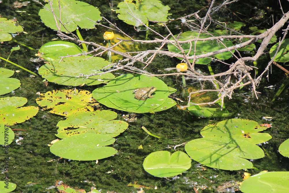 the frog basks in the summer sun the frog basks in the summer sun