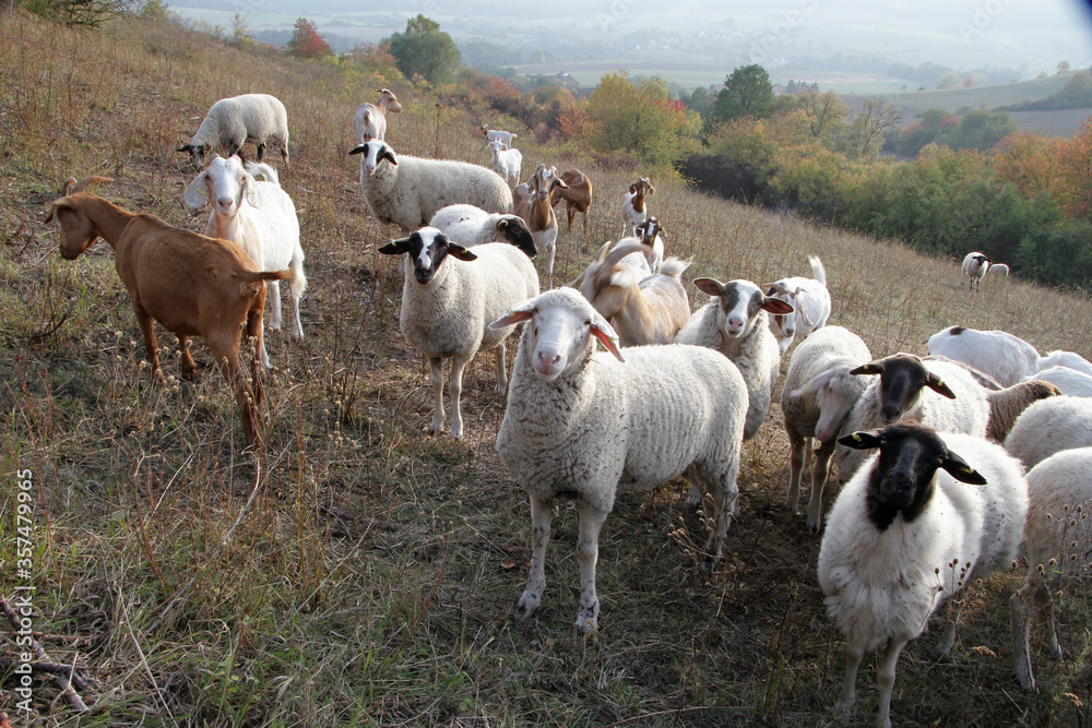 Fototapeta premium Sheep, Goat, Grazing animal, Geisa, Rhoen Biosphere Reserve, Thuringia, Germany, Europe