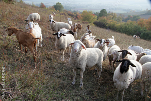 Sheep, Goat, Grazing animal, Geisa, Rhoen Biosphere Reserve, Thuringia, Germany, Europe