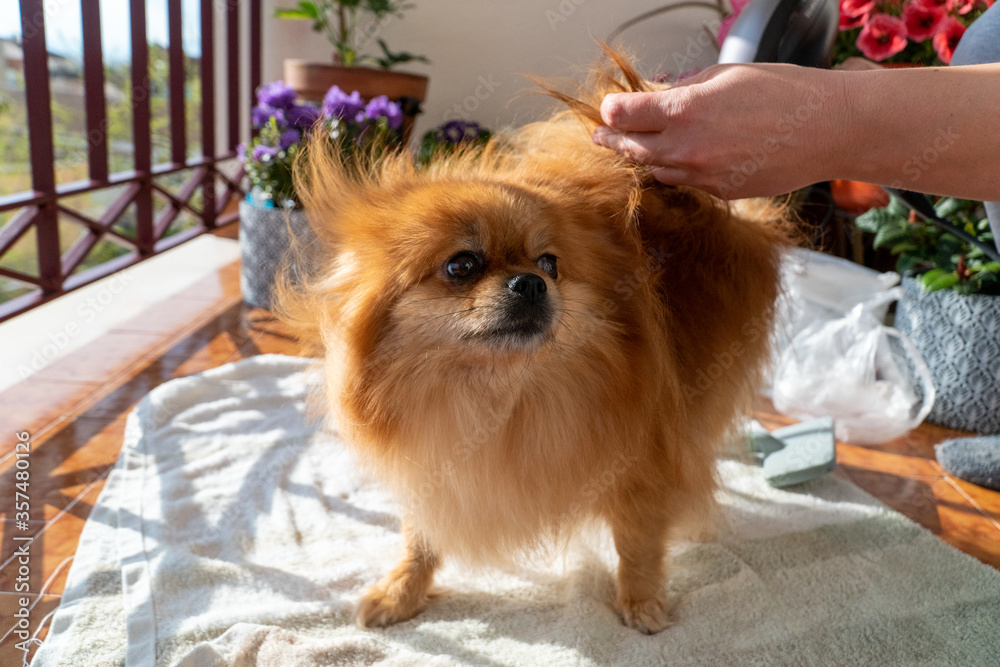 Happy little dog in the bathroom after a bath wrapped in a towel