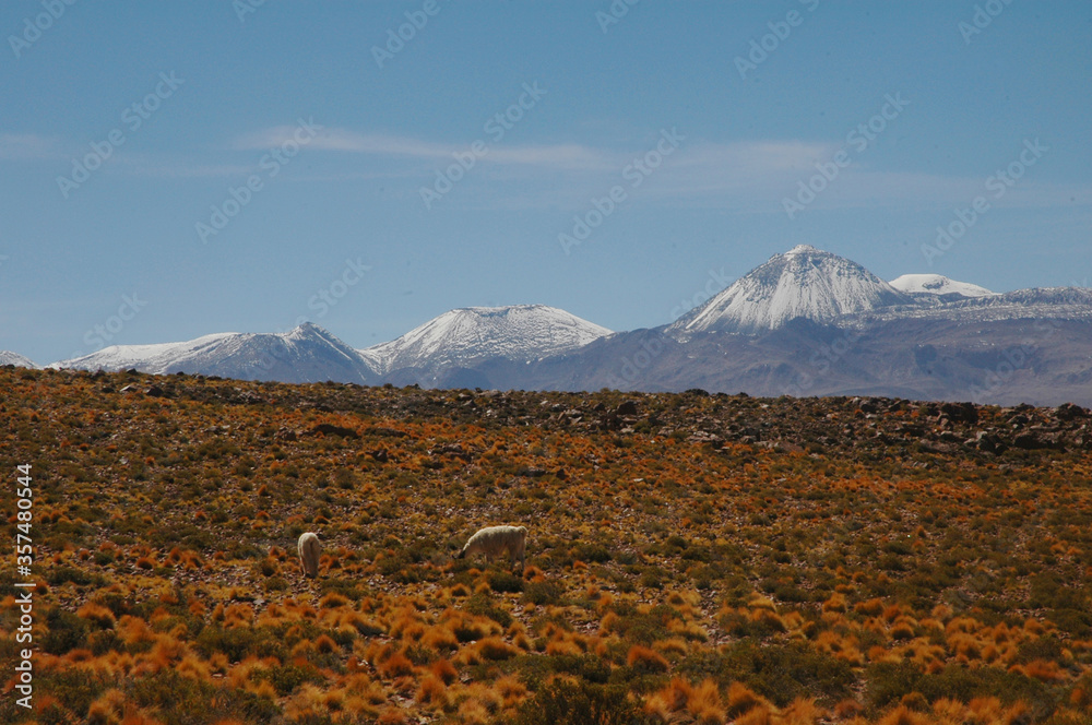 San Pedro de Atacama Chile Llamas  Alpacas Vicuñas Volcan Licancabur