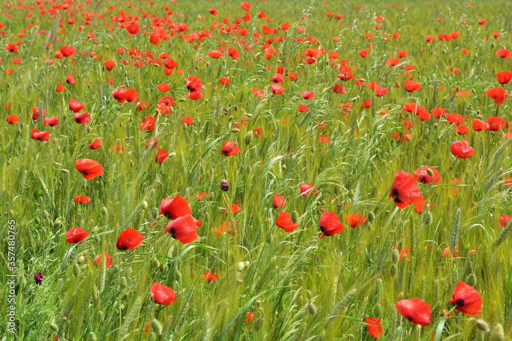 Fototapeta premium Maki i chabry wśród zielonego zboża na polu w pochmurny dzień.