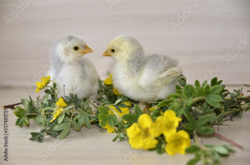 On the table are yellow flowers and two little cute fluffy chicks are sitting.