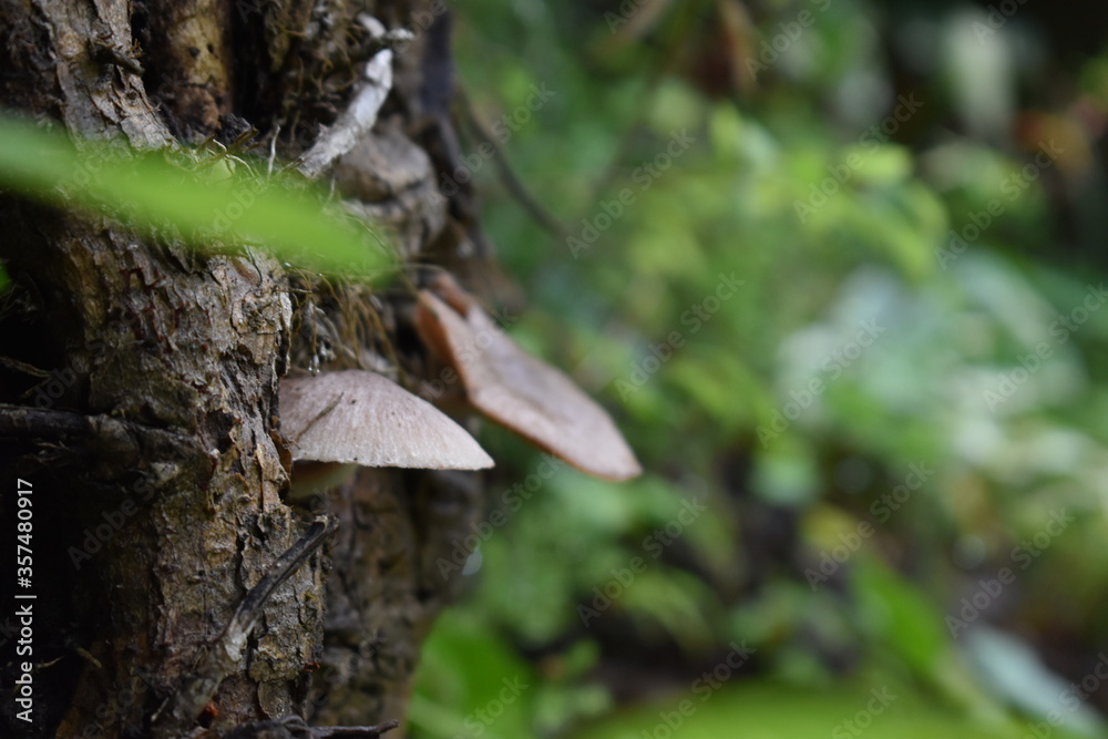 Fototapeta premium Gros plan de nature champignon foret pluvieuse