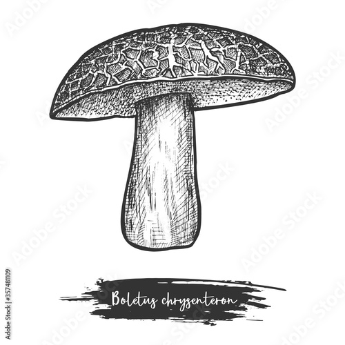 Red cracking boletus sketch or vintage mushroom