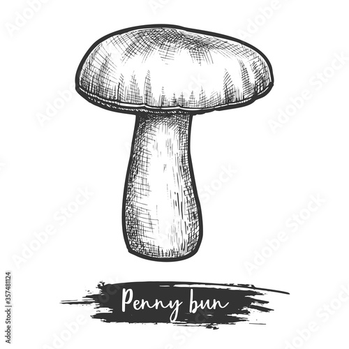 Vintage illustration of penny bun mushroom sketch
