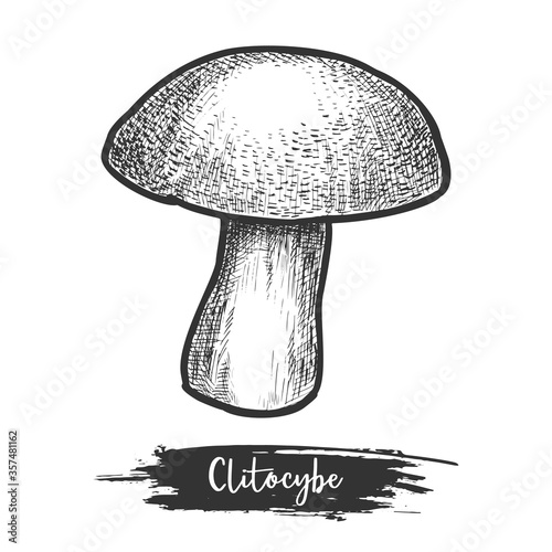 Clitocybe sketch or hand drawn sloping head