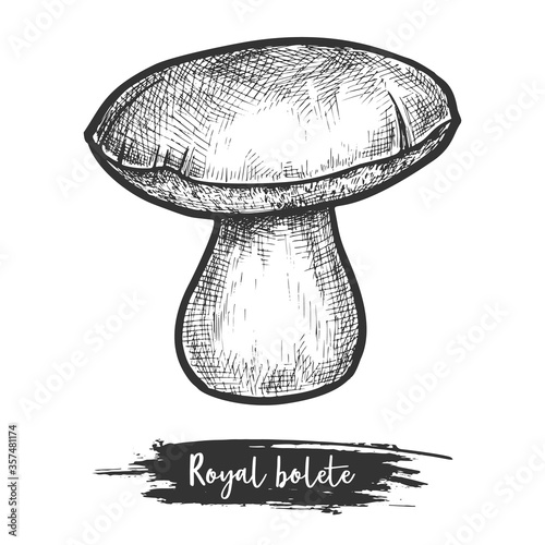 Royal bolete sketch or red-capped butter mushroom photo