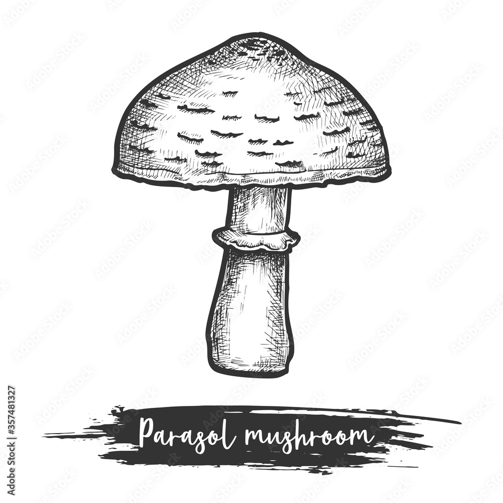 Parasol mushroom vector sketch illustration of vegan food Stock Vector