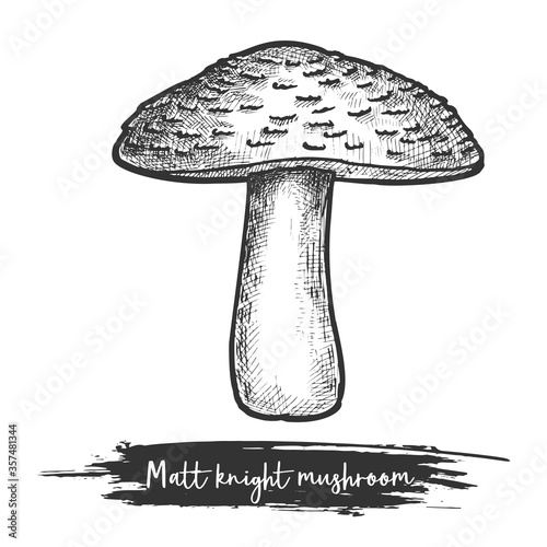 Matt knight mushroom sketch, tricholoma imbricatum vector photo