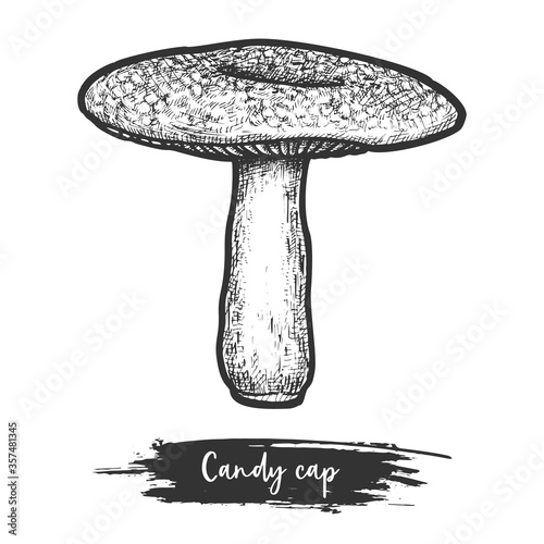 Hand drawn candy cap mushroom or milkcap shroom