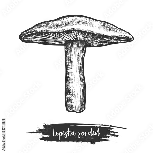 Sowerby pat mushroom sketch or lepista sordida