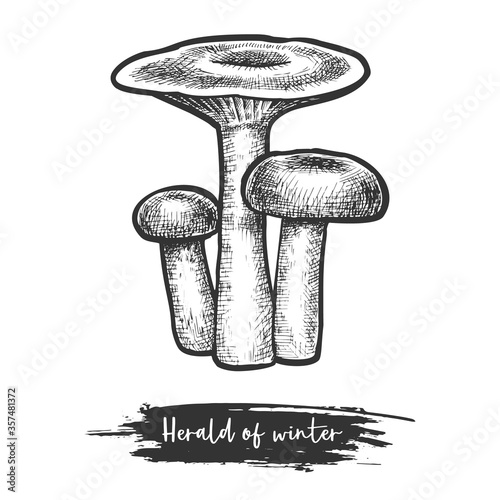 Herald of the winter sketch or vector mushroom