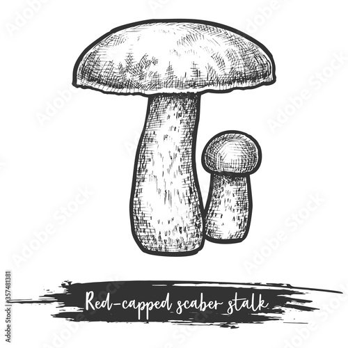 Vintage sketch of red-caped scaber stalk mushroom