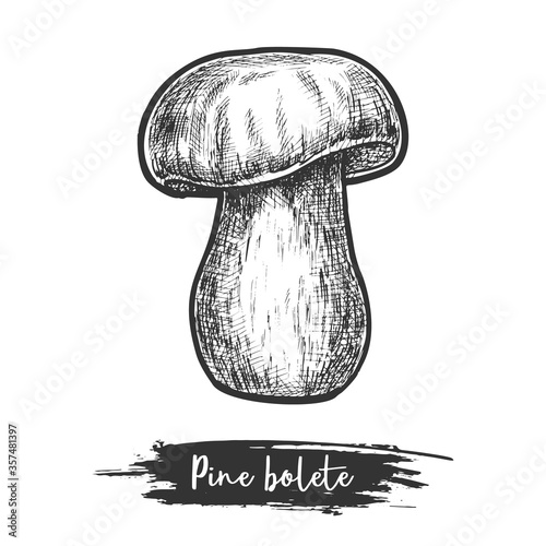 PIne bolete or pinewood king mushroom sketch