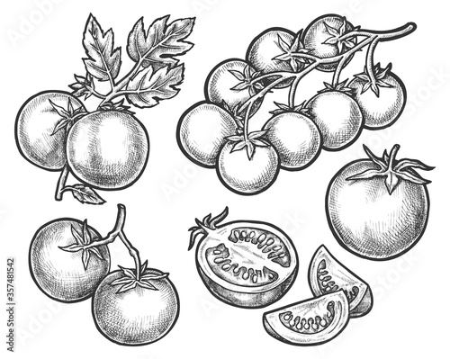 Set of tomato sketches on branch or stem