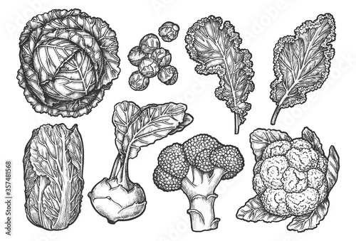 Set of isolated sketches of cabbage types