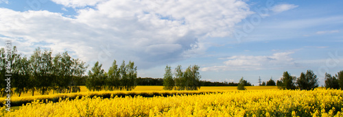 Beautiful field of yellow rape and green trees. Meadow with a forest Cultivation of agricultural crops. Spring sunny landscape with blue sky. Banner of nature