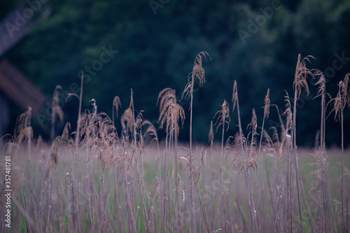 reed field with blurred green background