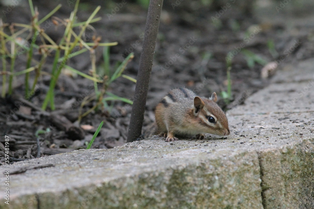 A Chipmunk Sniffing the Bricks for Seeds A Chipmunk Sniffing the Bricks for Seeds