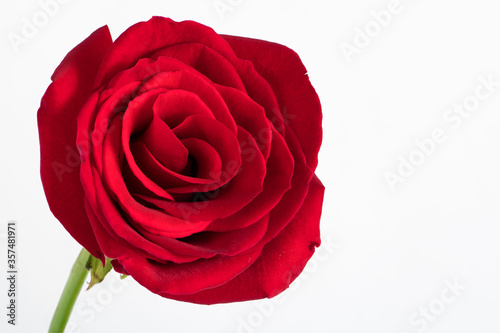 Fototapeta Naklejka Na Ścianę i Meble -  Red rose isolated on white background. Holiday Concept for Mothers Day or Valentines Day