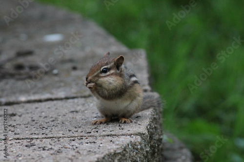 A Chipmunk with Hand Near Mouth While Standing on Bricks