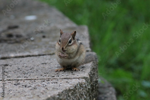 A Chipmunk Standing on Bricks with Hands Together