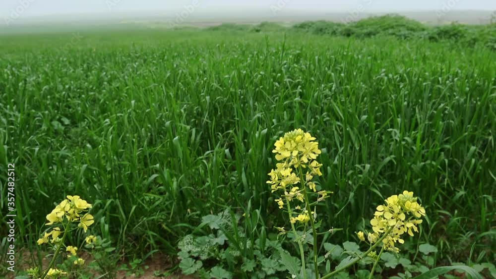 Green fields with agricultural crops