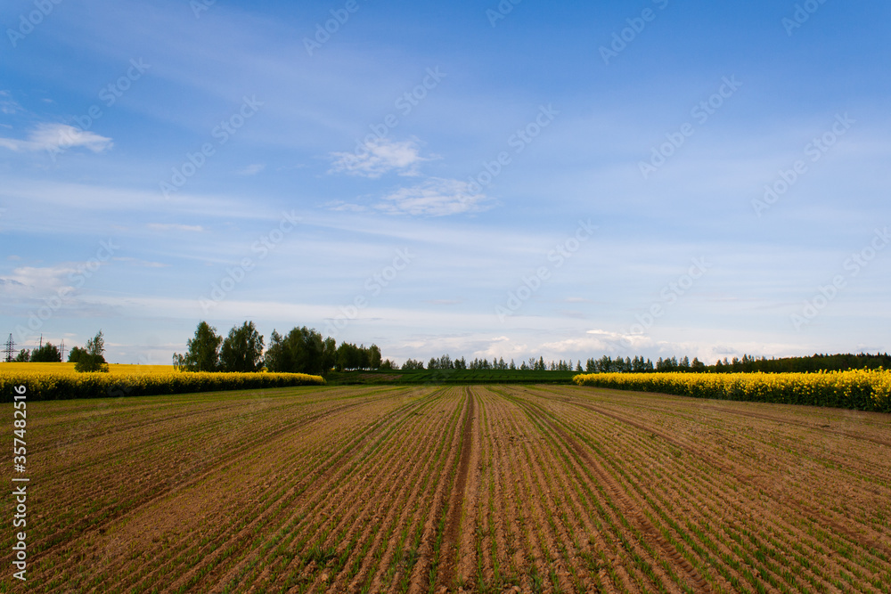 Beautiful image of fields of yellow rape and green wheat Green meadow, forest. Cultivation of agricultural crops. Spring sunny landscape with blue sky. Wallpaper of nature