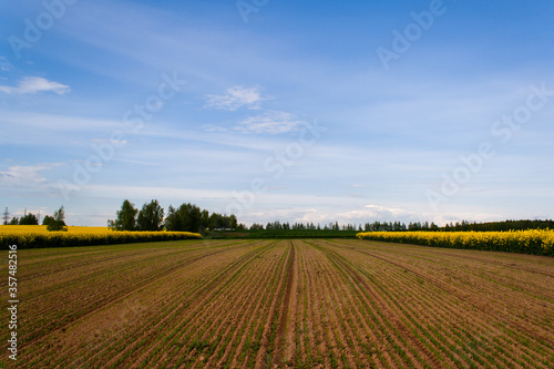 Wallpaper Mural Beautiful image of fields of yellow rape and green wheat Green meadow, forest. Cultivation of agricultural crops. Spring sunny landscape with blue sky. Wallpaper of nature Torontodigital.ca
