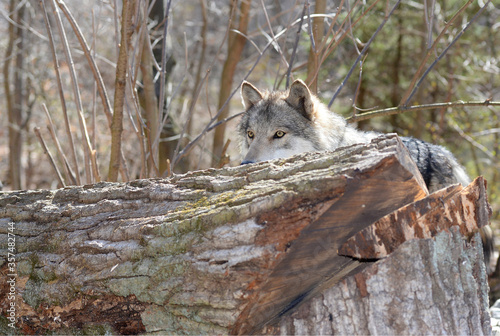 Timber Wolf in the wild - Canis lupus