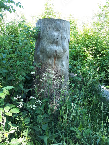 Photography Old wooden tree trunk among the plants - Oslo, Sognsvann
