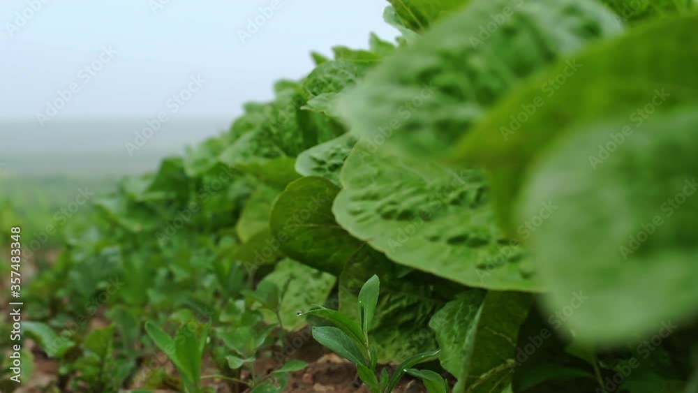 Green fields with agricultural crops Green fields with agricultural crops