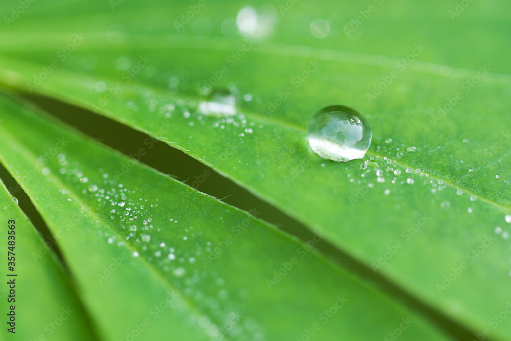 drops of pure water on a green fresh leaf drops of pure water on a green fresh leaf